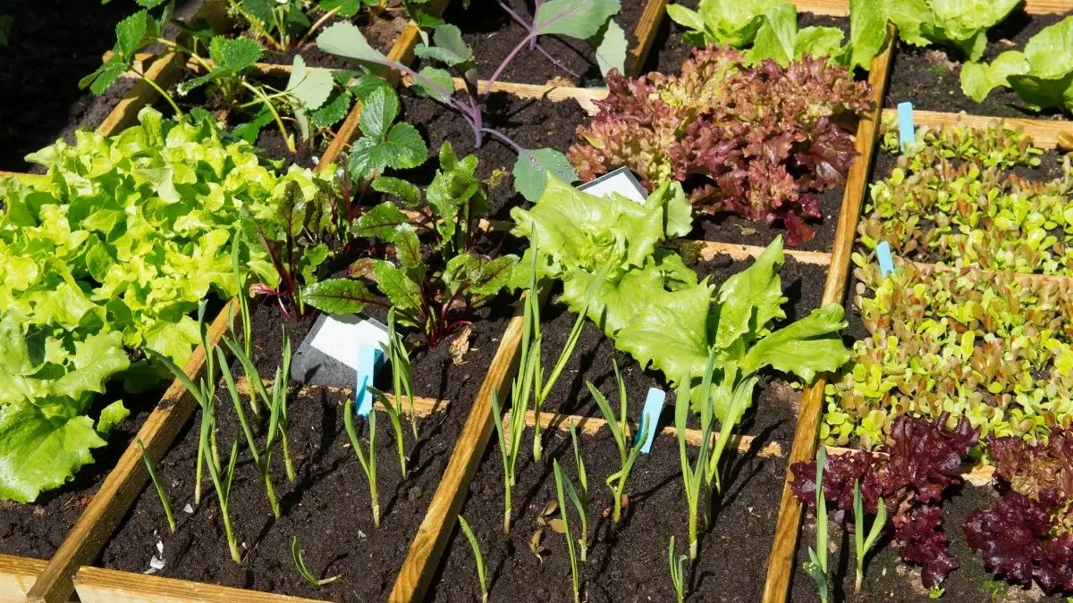 Wat te planten in je moestuin