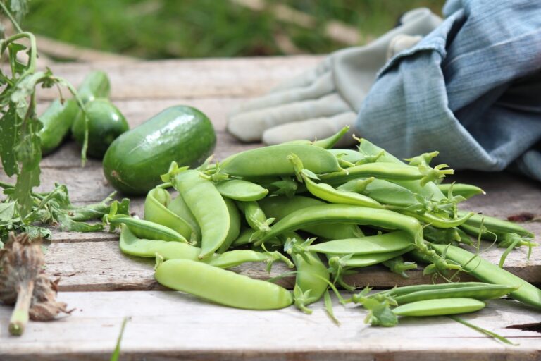 Succesverhalen van stedelijke tuinders
