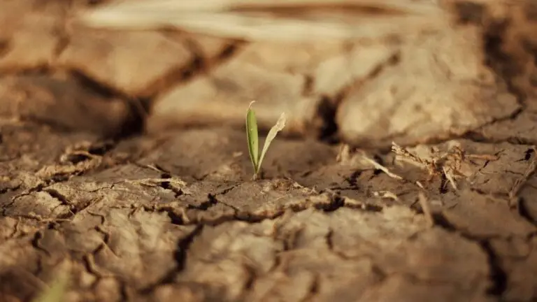 Droogte in de tuin? 5 tips voor je moestuin.