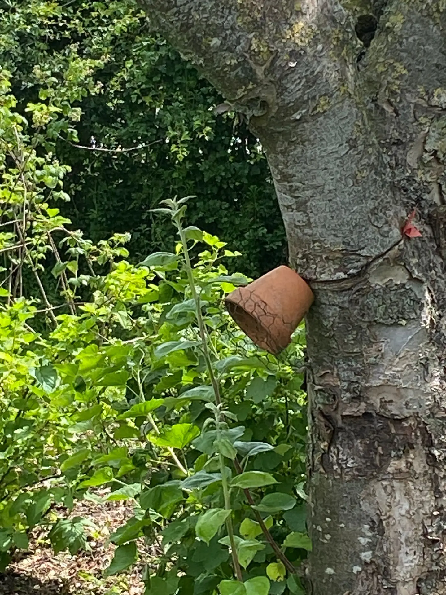 plekjes voor oorwormen zodat ze kunnen helpen met de bladluisbestrijding zoals gezien in de glinstertuin