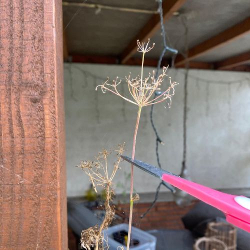 Dille met rijpe zaden klaar om te oogsten.