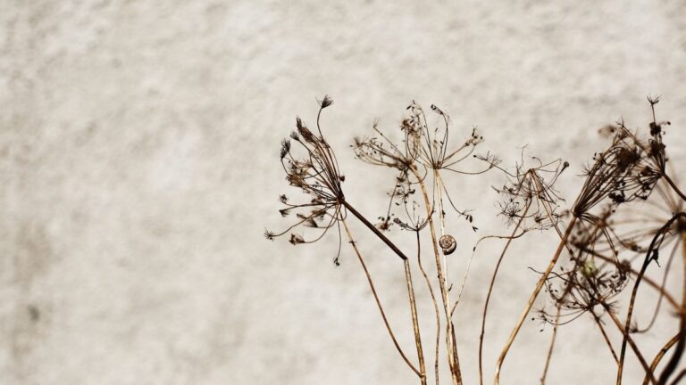 Dille met rijpe zaden klaar om te oogsten